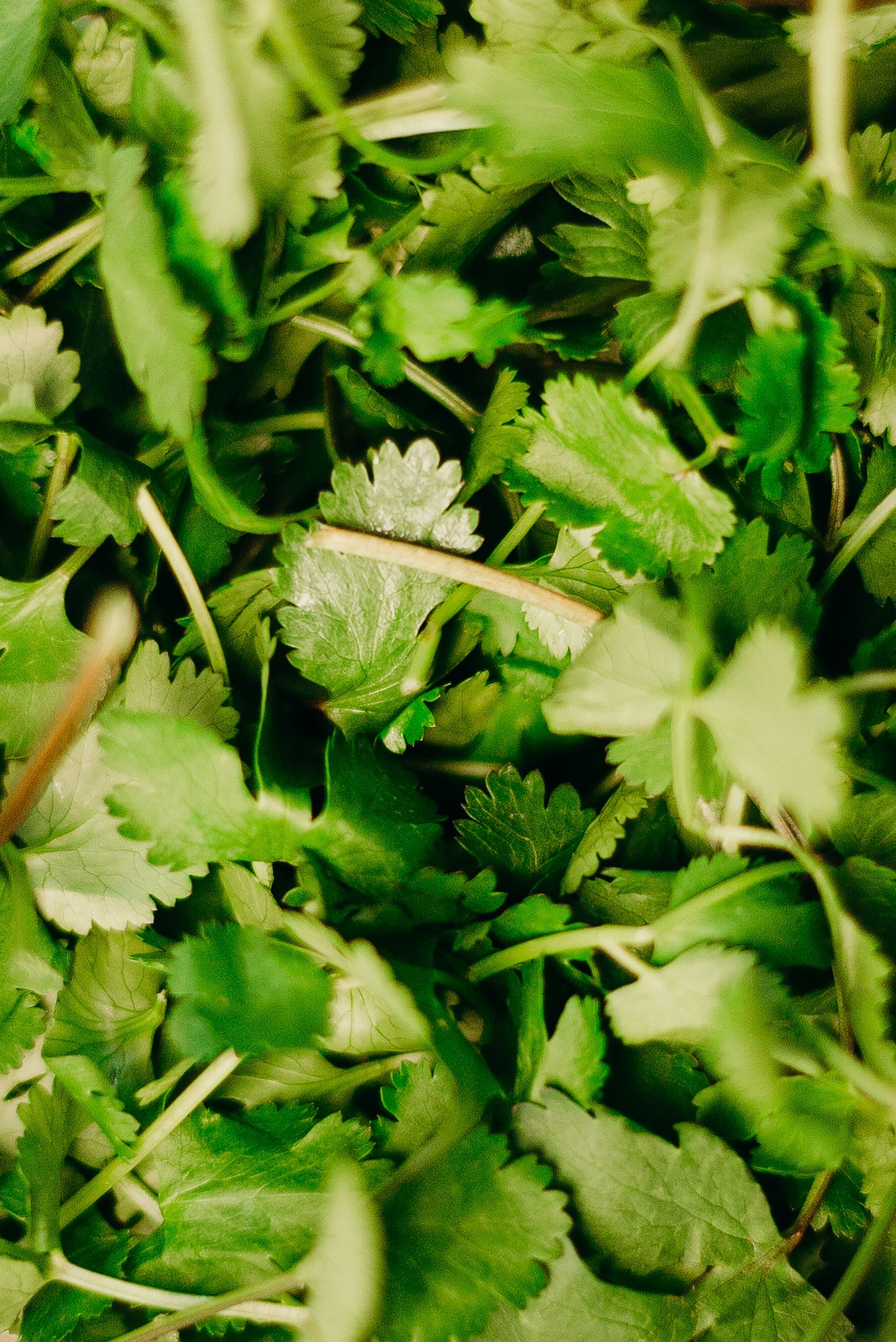 Health Benefits of Cilantro: Why Use It for Cleansing